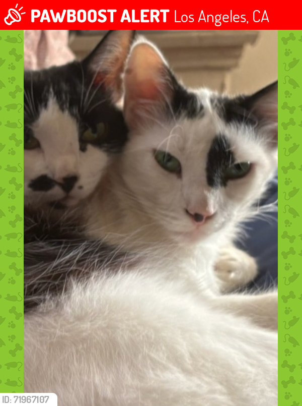 Lost Female Cat last seen San vincente / Cloverdale ave, Los Angeles, CA 90019