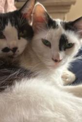 Lost Female Cat last seen San vincente / Cloverdale ave, Los Angeles, CA 90019