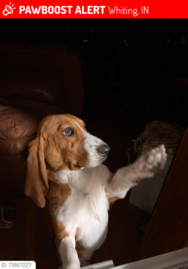 Lost Female Dog last seen John st and White Oak avenue , Whiting, IN 46394