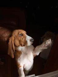 Lost Female Dog last seen John st and White Oak avenue , Whiting, IN 46394
