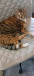 Lost Female Cat last seen NW 34th St and NW 53rd Ave, Gainesville, FL 32653