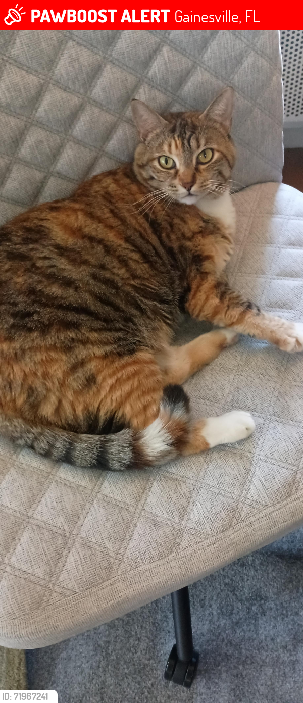 Lost Female Cat last seen NW 34th St and NW 53rd Ave, Gainesville, FL 32653