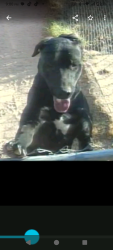 Lost Female Dog last seen Borax exit, Boron, CA 93516