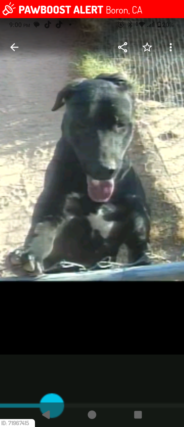 Lost Female Dog last seen Borax exit, Boron, CA 93516