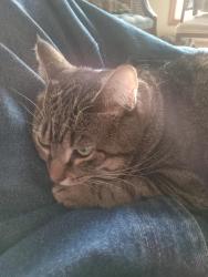 Lost Female Cat last seen  Timberwind Ln area, Vandalia, Vandalia, OH 45377