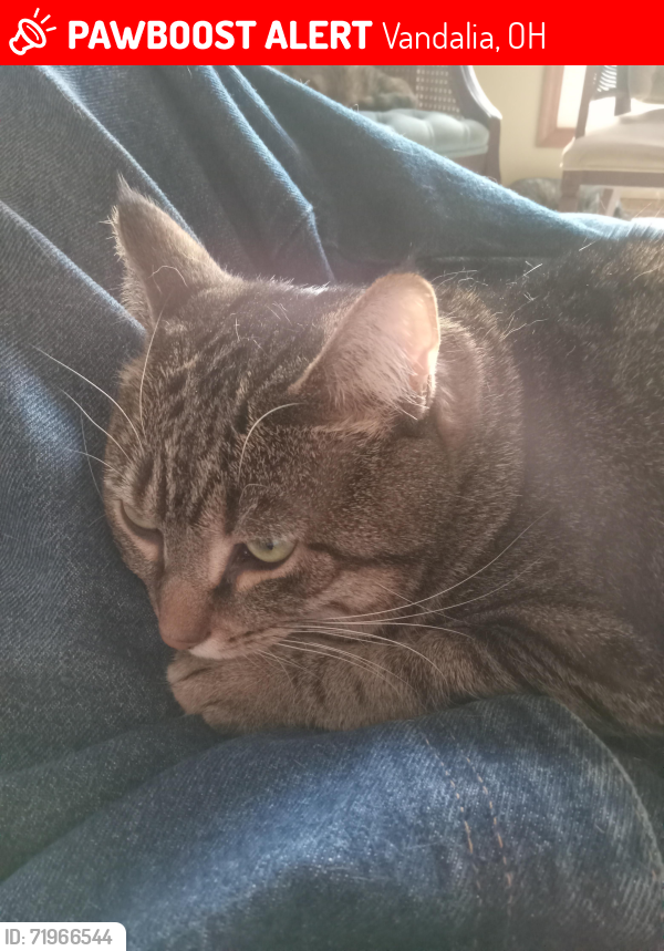 Lost Female Cat last seen Timberwind Ln area, Vandalia, Vandalia, OH 45377