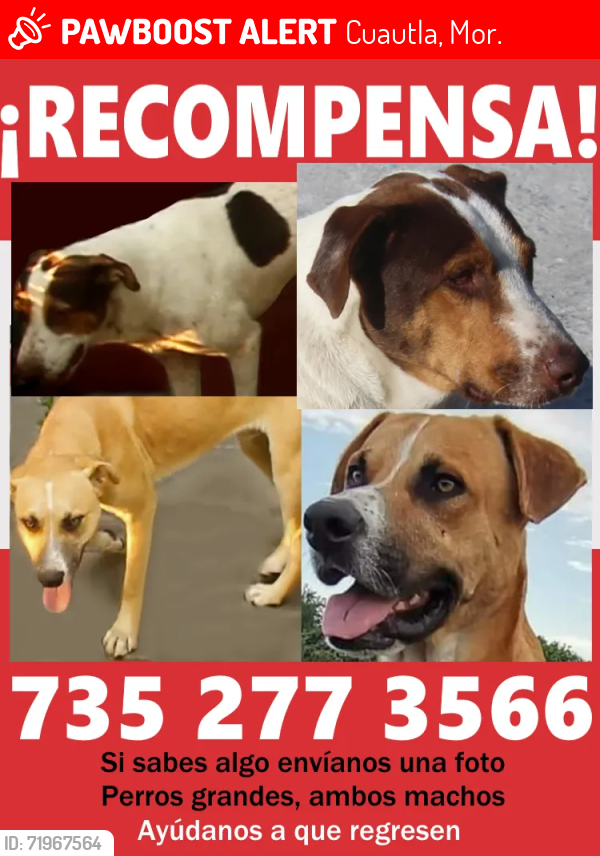 Lost Male Dog last seen  Depot, Cuautla, Morelos, Cuautla, Mor. 62757