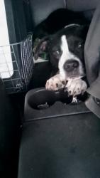 Lost Female Dog last seen 84th and 115th, Lake Stevens, WA 98258