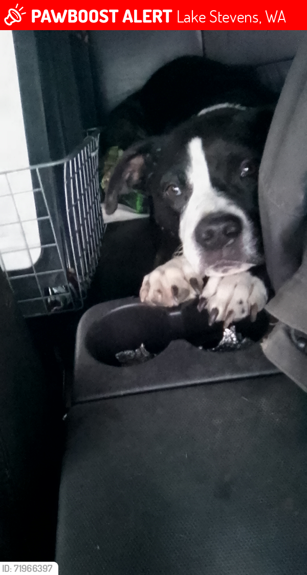 Lost Female Dog last seen 84th and 115th, Lake Stevens, WA 98258