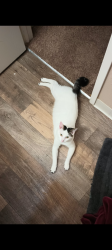 Lost Male Cat last seen Pennsylvania Ave & Tabor Ave, Fairfield, CA 94533