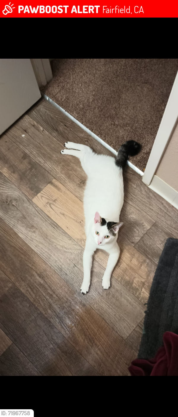 Lost Male Cat last seen Pennsylvania Ave & Tabor Ave, Fairfield, CA 94533