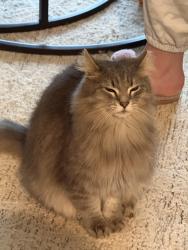 Lost Male Cat last seen Williamson chapel rd, Blount County, TN 37801