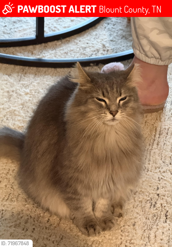 Lost Male Cat last seen Williamson chapel rd, Blount County, TN 37801