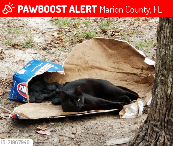 Lost Female Cat last seen Where SE 36th Ave meets SE 52nd St, Marion County, FL 34480