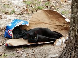 Lost Female Cat last seen Where SE 36th Ave meets SE 52nd St, Marion County, FL 34480