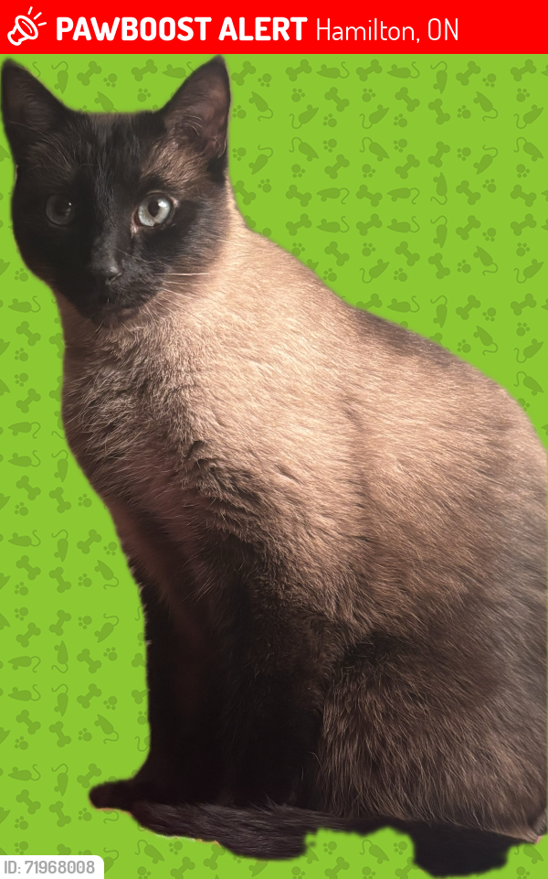 Lost Male Cat last seen Southcote Rd & Book Rd Ancaster Ontario, Hamilton, ON 