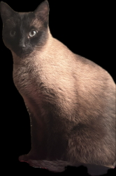 Lost Male Cat last seen Southcote Rd & Book Rd Ancaster Ontario, Hamilton, ON 