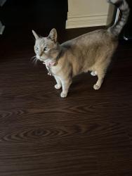 Lost Female Cat last seen Rosemary and haven Ave , Simi Valley, CA 93065