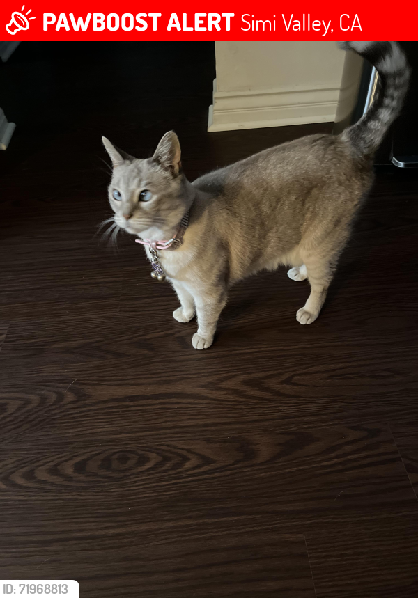Lost Female Cat last seen Rosemary and haven Ave , Simi Valley, CA 93065