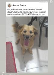 Lost Male Dog last seen Rosa ribas, R. Sen. Teotônio Vilela, SP 