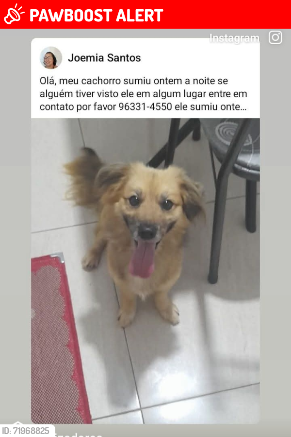 Lost Male Dog last seen Rosa ribas, R. Sen. Teotônio Vilela, SP 