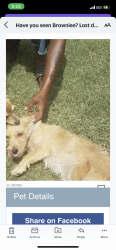 Lost Male Dog last seen Starlight Park , Phoenix, AZ 85033