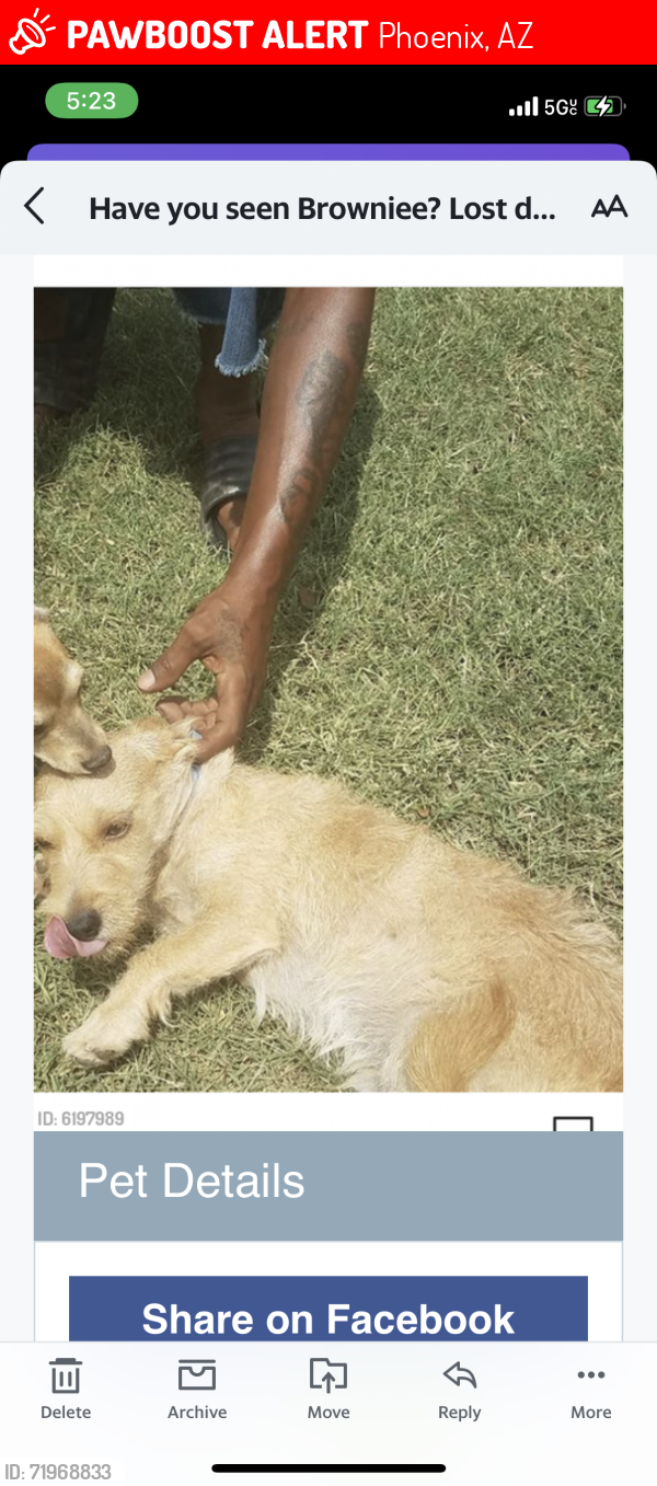 Lost Male Dog last seen Starlight Park , Phoenix, AZ 85033