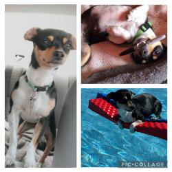 Lost Female Dog last seen Burnett Elementary, YMCA & Permain High School, Odessa, TX 79762