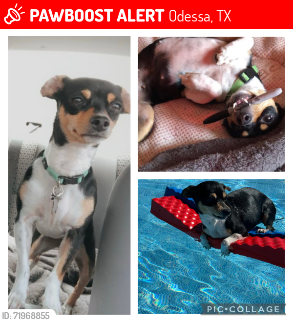Lost Female Dog last seen Burnett Elementary, YMCA & Permain High School, Odessa, TX 79762