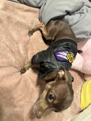 Lost Male Dog last seen SWIFT AND STONE, Addison, IL 60101