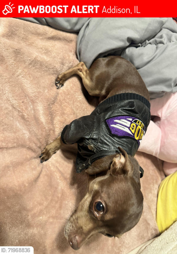 Lost Male Dog last seen SWIFT AND STONE, Addison, IL 60101