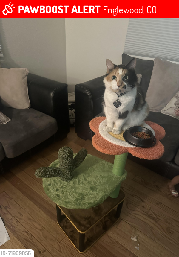 Lost Female Cat last seen Near S Corona St, Englewood, CO 80113