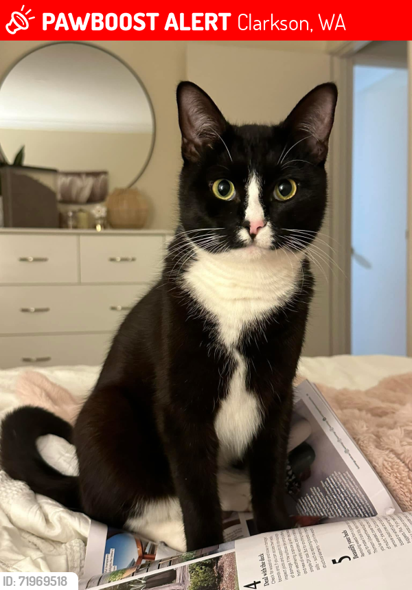 Lost Male Cat last seen Waters street clarkson, Clarkson, WA 6030