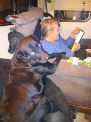 Lost Male Dog last seen The railroad tracks, Hoberg, MO 65712