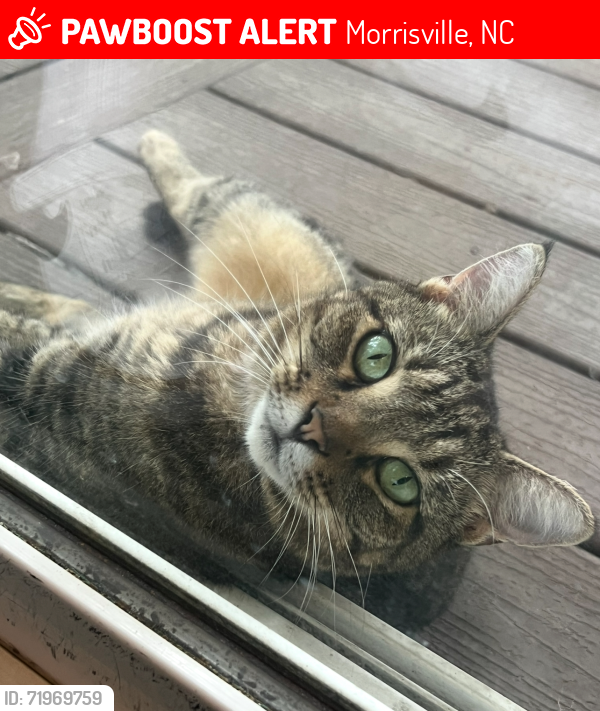 Lost Female Cat last seen Town Hall Drive , Morrisville, NC 27560