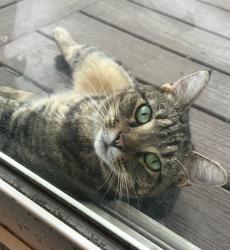 Lost Female Cat last seen Town Hall Drive , Morrisville, NC 27560