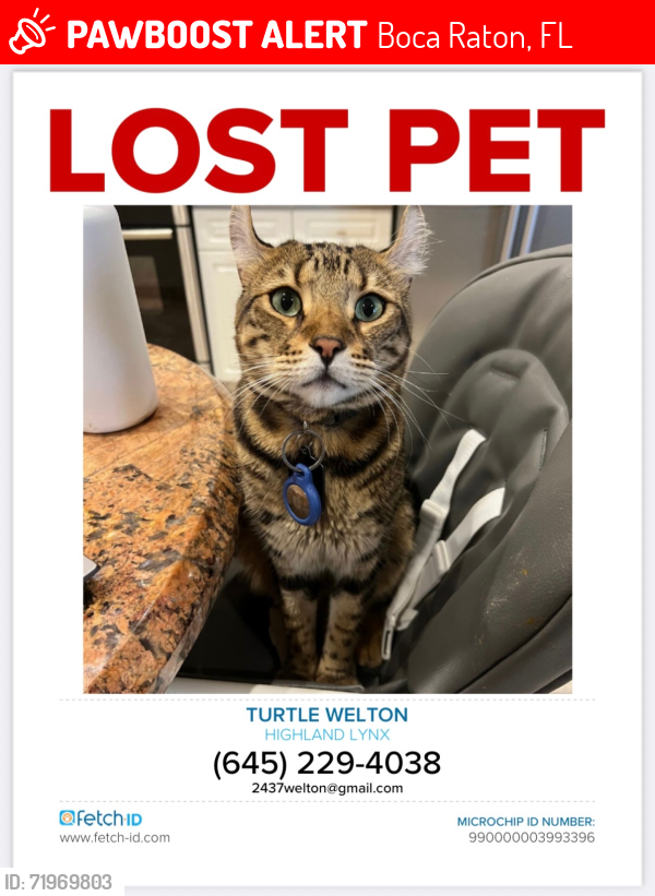 Lost Male Cat last seen Broken Sound, Boca Raton, Boca Raton, FL 33496