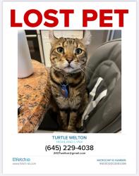 Lost Male Cat last seen Broken Sound, Boca Raton, Boca Raton, FL 33496