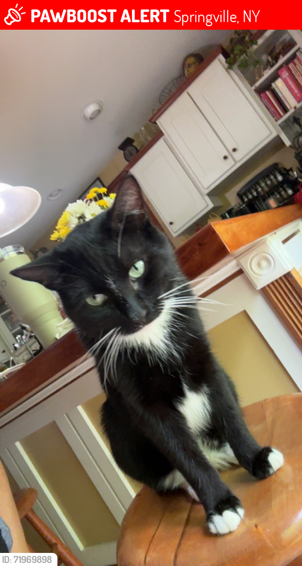 Lost Male Cat last seen Near Forevergreens tree farm, closest road intersections are bolton rd w/ gun barrel & block & folts, Springville, NY 14141