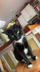 Lost Male Cat last seen Near Forevergreens tree farm, closest road intersections are bolton rd w/ gun barrel & block & folts, Springville, NY 14141