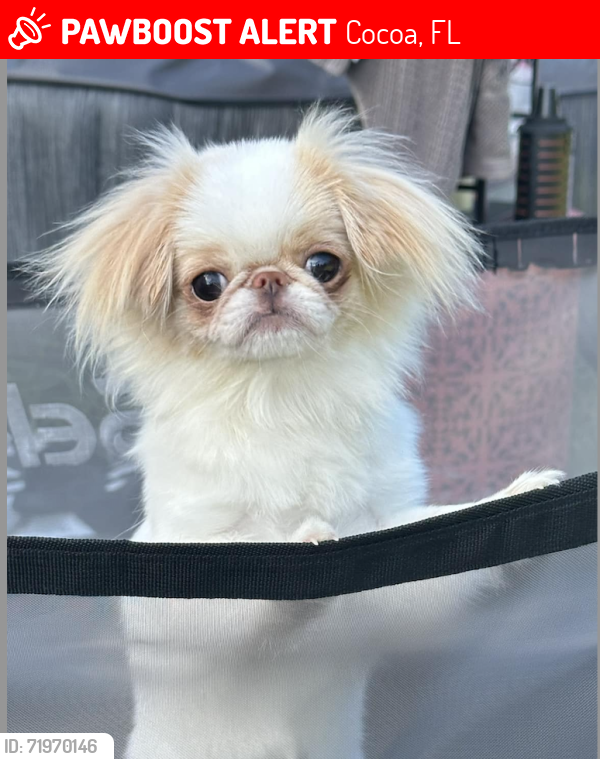 Lost Female Dog last seen Honea path park Rd, Cocoa, FL 32926