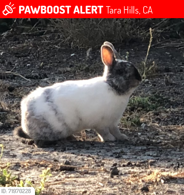 Missing One Rabbit Tara Hills, CA Lost Male Rabbit, Augusto Is Missing | PawBoost