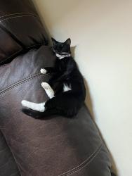 Lost Female Cat last seen Capital mall drive , Olympia, WA 98502