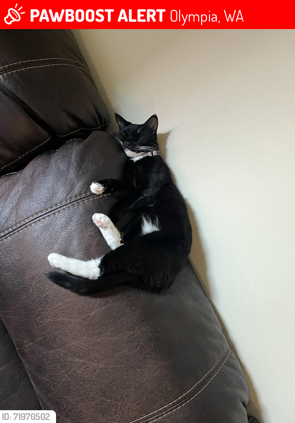 Lost Female Cat last seen Capital mall drive , Olympia, WA 98502