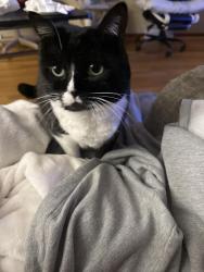 Lost Female Cat last seen Glenbrook St / Brynell Dr /Anniston Dr - Deep Springs/Bryan Station Area, Lexington, KY 40505