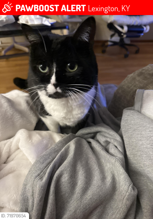Lost Female Cat last seen Glenbrook St / Brynell Dr /Anniston Dr - Deep Springs/Bryan Station Area, Lexington, KY 40505