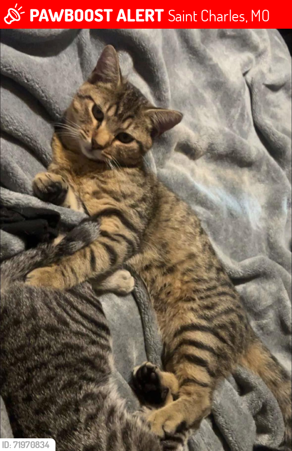 Lost Male Bird last seen Willot RD, Saint Charles, MO 63301