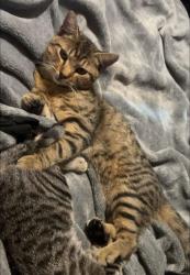 Lost Male Bird last seen Willot RD, Saint Charles, MO 63301