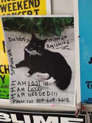 Lost Female Cat last seen Thor St. And Wesley Ct , Spokane, WA 99202