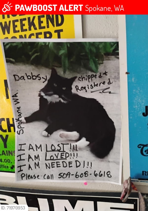 Lost Female Cat last seen Thor St. And Wesley Ct, Spokane, WA 99202
